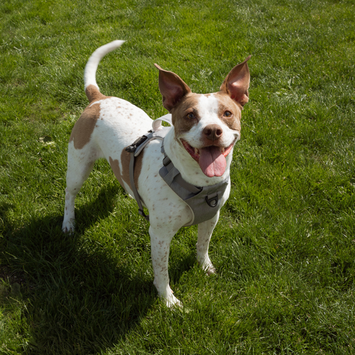 Magnetic Dog Harness