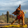 Ultralight Portable Dog Settle Mat: Water-Resistant, USA-Made Place Training Mat