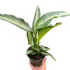 Dieffenbachia Panther