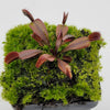 Venus flytrap (Dionaea muscipula) Red Shark Teeth