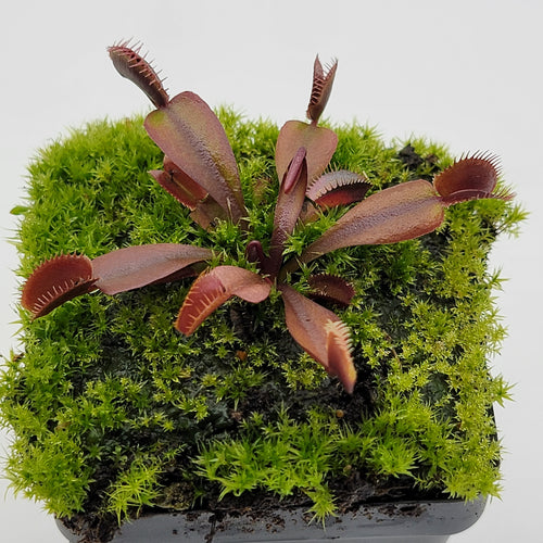Venus flytrap (Dionaea muscipula) Red Shark Teeth