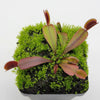 Venus flytrap (Dionaea muscipula) Red Shark Teeth