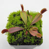 Venus flytrap (Dionaea muscipula) Red Shark Teeth