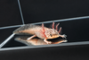 Dirty Leucistic Axolotl Dirty Lucy