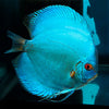 Cobalt Blue Discus