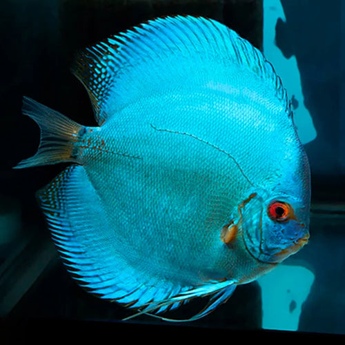 Cobalt Blue Discus