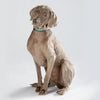 Classic Dog Collar 3/4''