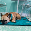 Ultralight Portable Dog Settle Mat: Water-Resistant, USA-Made Place Training Mat