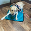 Ultralight Portable Dog Settle Mat: Water-Resistant, USA-Made Place Training Mat