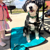 Ultralight Portable Dog Settle Mat: Water-Resistant, USA-Made Place Training Mat