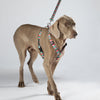 Escape Free Dog Harness 1''