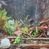 Done For You Plant Package, 12 Full Size (No Co2 Required)