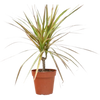 Dracaena 'Red Margined' - 4 Pot