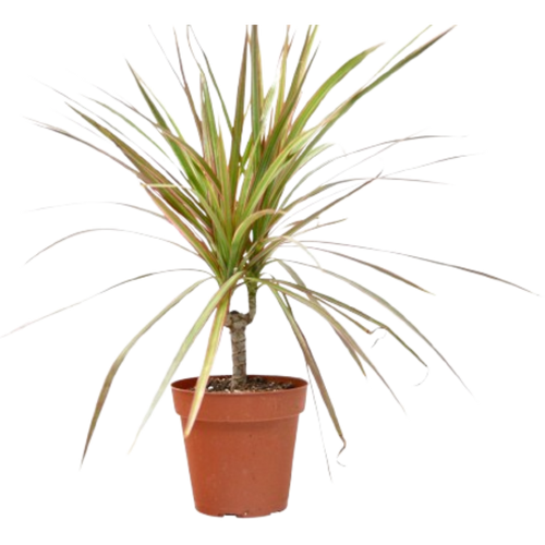 Dracaena 'Red Margined' - 4 Pot