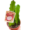 Dragon Fruit