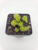 Drosera prolifera  -Live carnivorous plant-