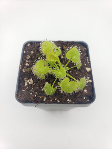 Drosera prolifera  -Live carnivorous plant-