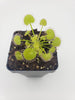 Drosera prolifera  -Live carnivorous plant-
