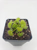 Drosera prolifera  -Live carnivorous plant-
