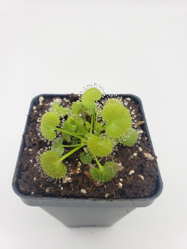 Drosera prolifera  -Live carnivorous plant-