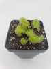 Drosera prolifera  -Live carnivorous plant-