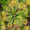 Drosera tokaiensis -Live carnivorous plant-