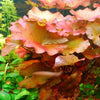 Dwarf Aquarium Lily Bulb