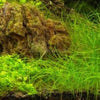 Dwarf Hairgrass 4 Coco Mat