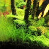 Dwarf Hairgrass 4 Coco Mat