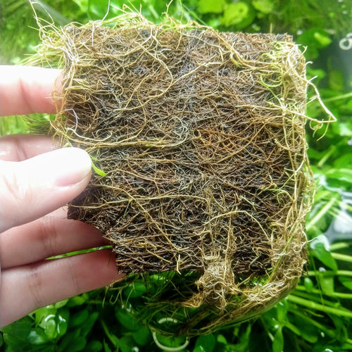 Dwarf Hairgrass 4 Coco Mat