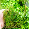 Dwarf Hairgrass 4 Coco Mat