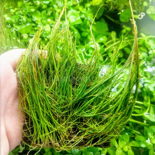 Dwarf Hairgrass 4 Coco Mat