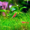 Dwarf Hairgrass 4 Coco Mat