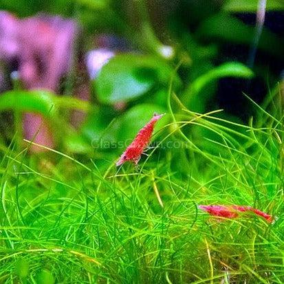 Dwarf Hairgrass 4 Coco Mat