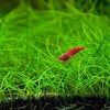 Dwarf Hairgrass 4 Coco Mat