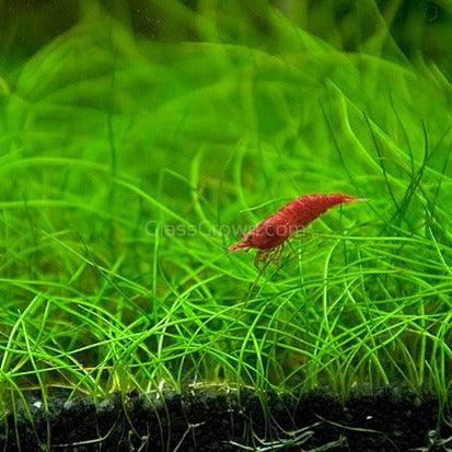 Dwarf Hairgrass 4 Coco Mat