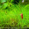 Dwarf Hairgrass 4 Coco Mat