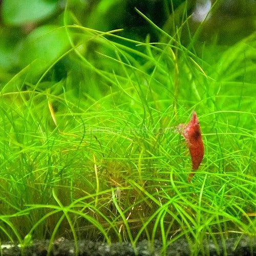 Dwarf Hairgrass 4 Coco Mat