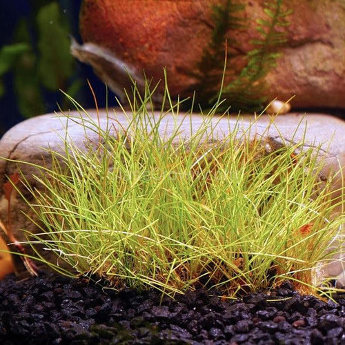 Dwarf Hairgrass 4 Coco Mat