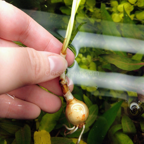 Dwarf Water Onion Bulb (3 pack)