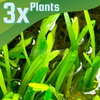 Dwarf Sagittaria Subulata 3x Plants