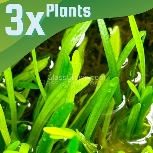 Dwarf Sagittaria Subulata 3x Plants