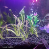 Dwarf Sagittaria Subulata 3x Plants