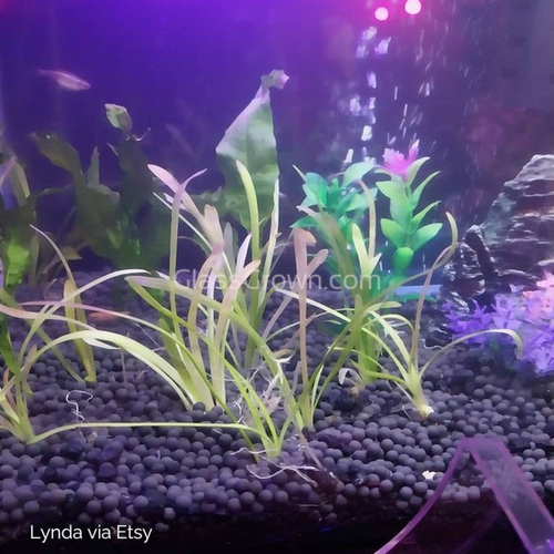 Dwarf Sagittaria Subulata 3x Plants