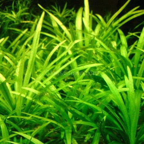 Dwarf Sagittaria Subulata 3x Plants