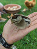 Easter Egger Chicks – Buy 10 + 5 Bonus Free (15 All-Female, Shipping Included)
