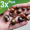Three-Color Horned Nerite Snail 3 Pack