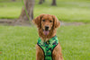 EcoBark Camo Dog Harness - Over-the-Head Dog Vest Halter for Small to Medium Dogs and Puppies