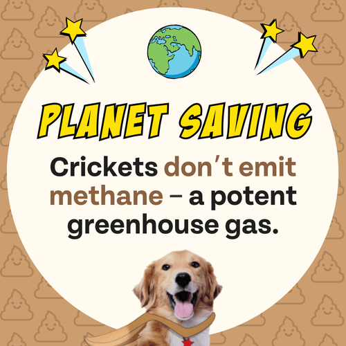 Superfood Cricket & Pumpkin Dog Treats, 4-Pack