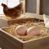 Little Giant Ceramic Nest Eggs 2 Pack 4 Count Fake Chicken Coop Eggs, Brown